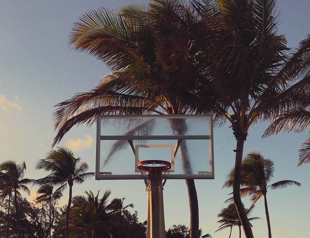 palm tree green palm trees near basketball hoop arecaceae
